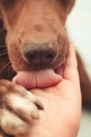 brown short coated dog on persons hand