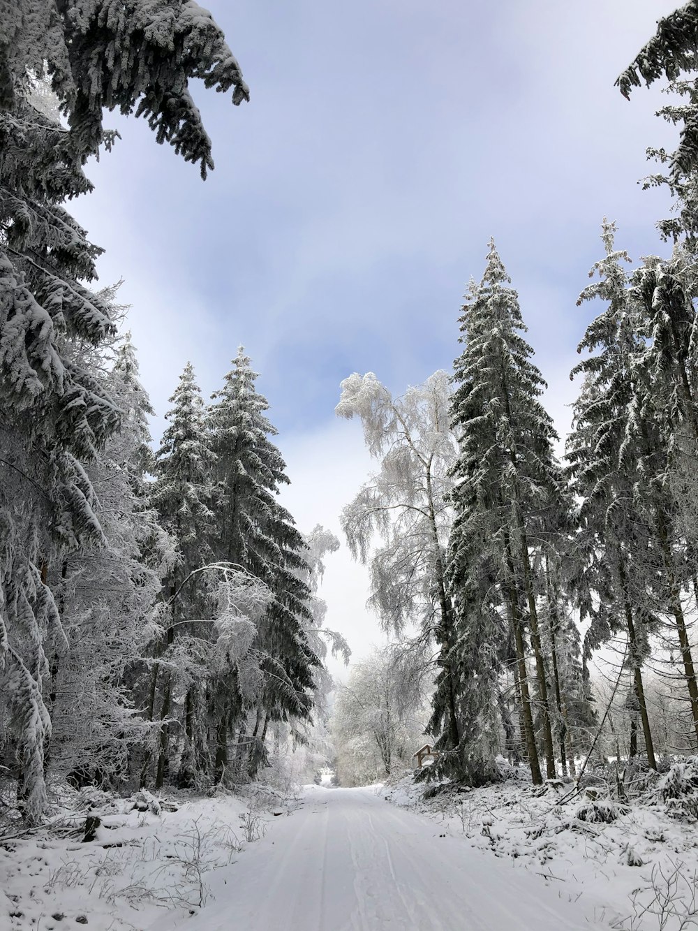 snow covered trees under blue sky during daytime