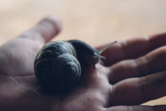 A hand gently holding a snail, representing the natural source of Helix Original ingredients.