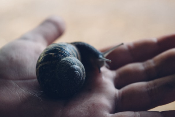 A hand gently holding a snail, representing the natural source of Helix Original ingredients.