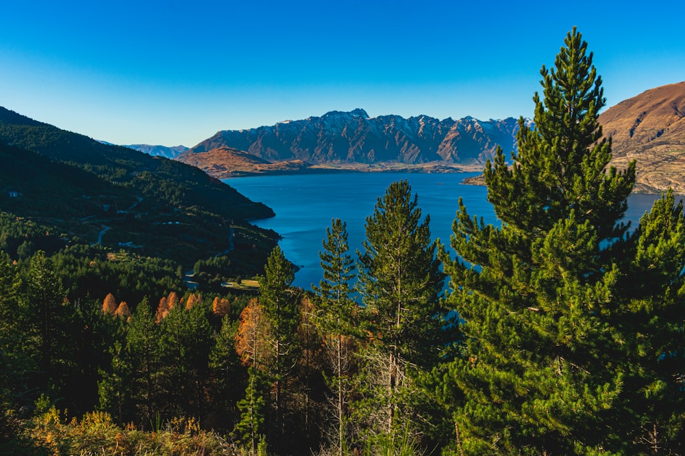 green trees near body of water during daytime