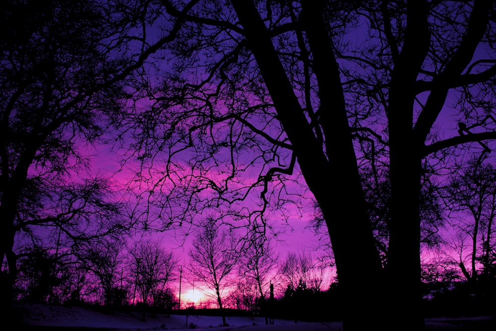 silhouette of trees during sunset