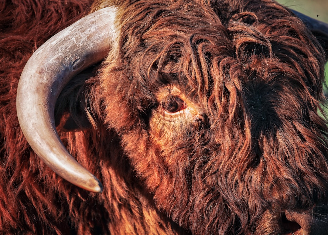 brown animal head on brown leather textile