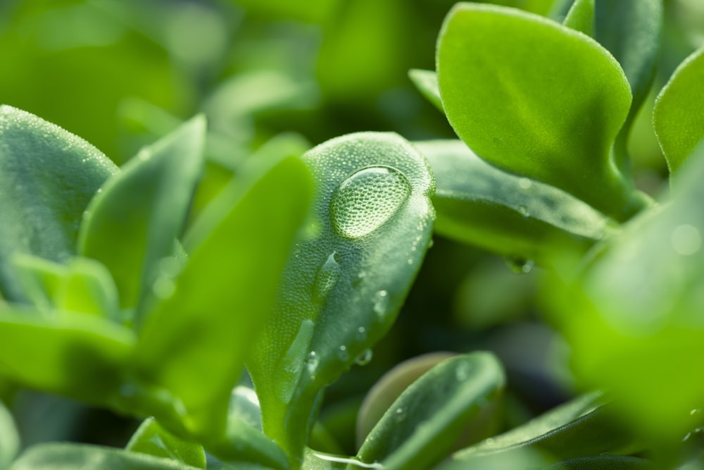 planta de folha verde com gotículas de água