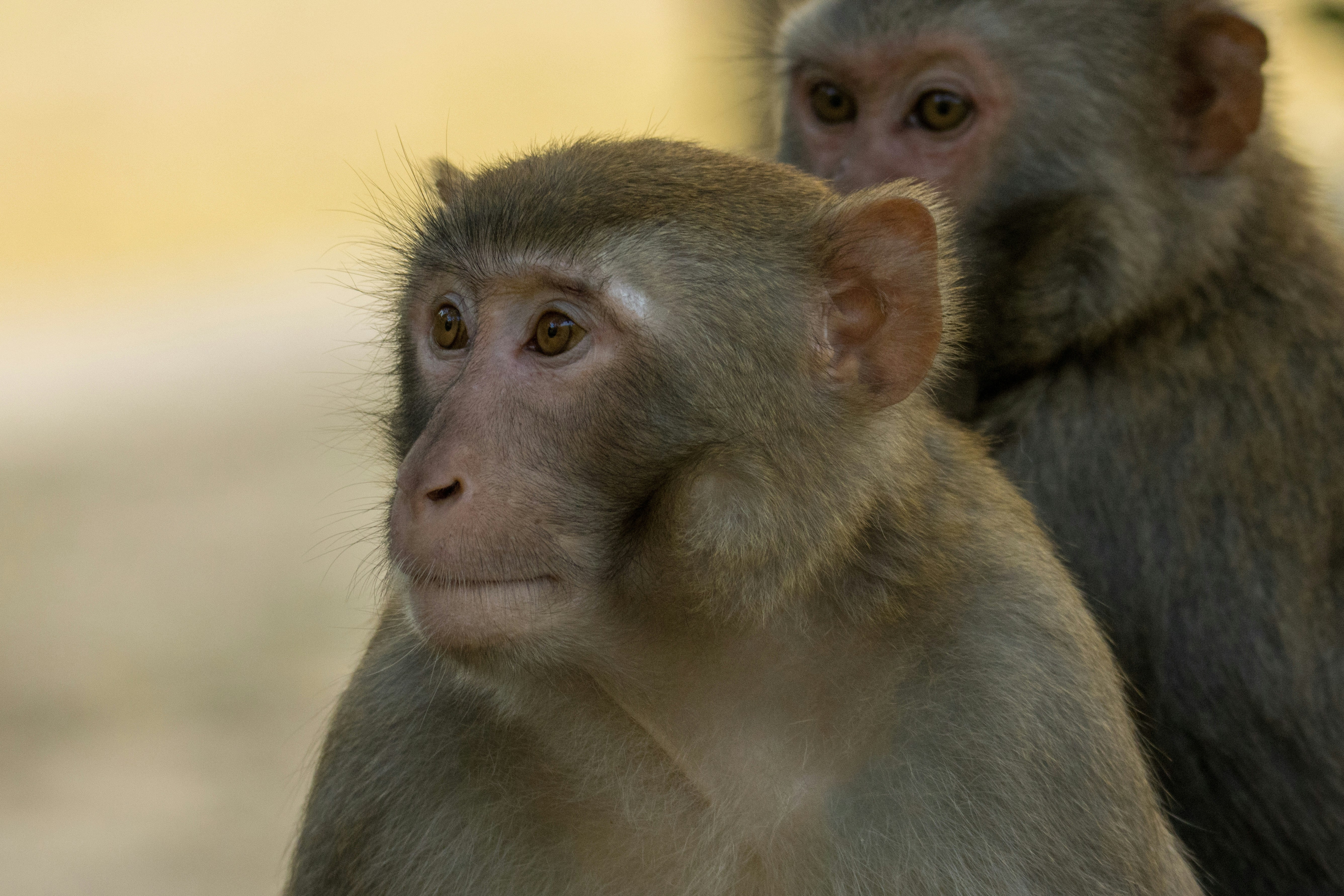 brown monkey in close up photography