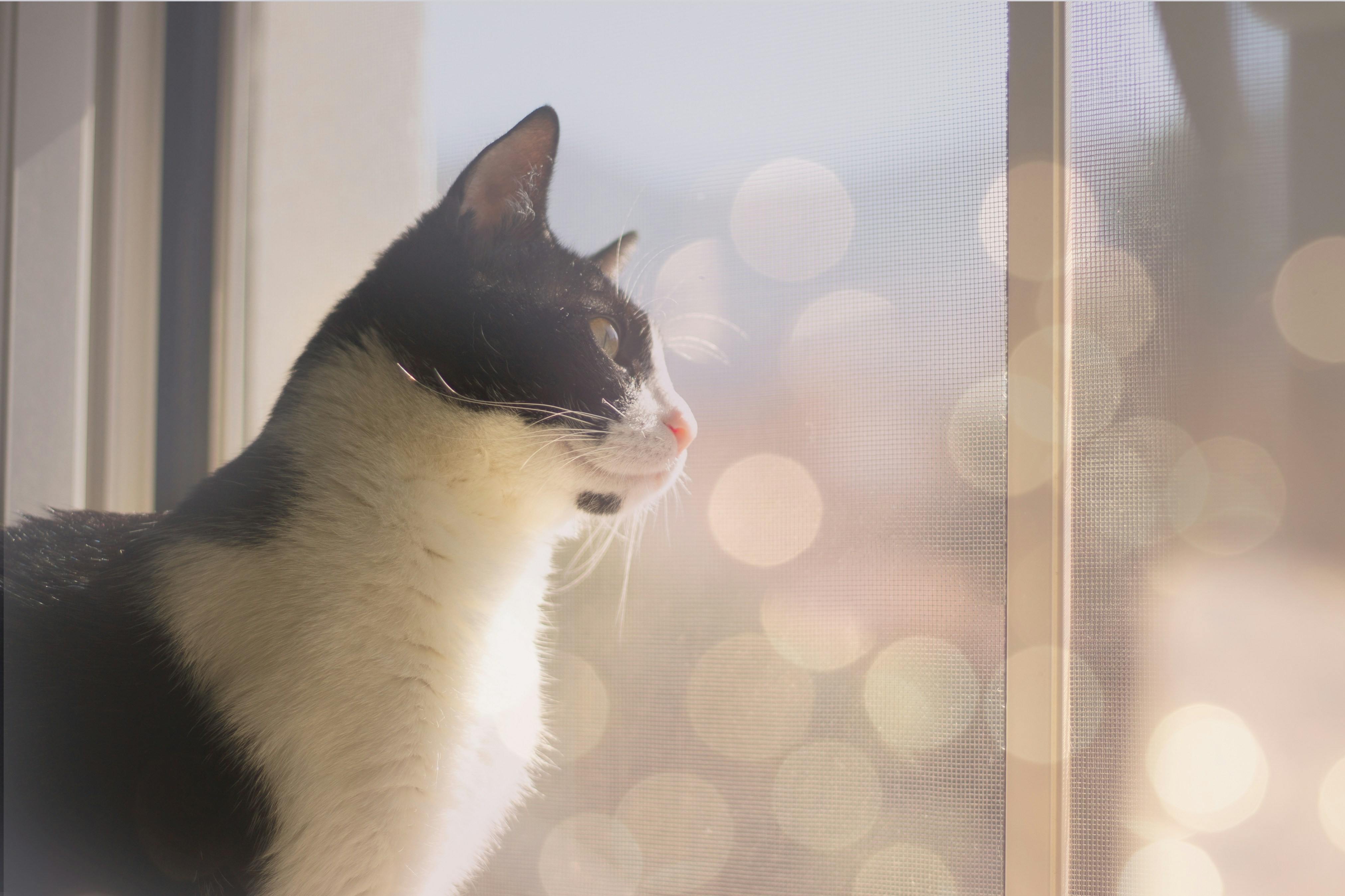 black and white cat looking at the window