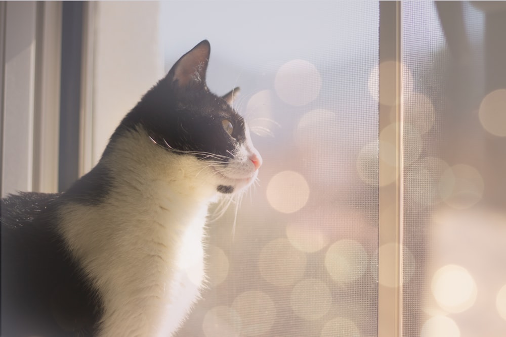 chat noir et blanc regardant la fenêtre