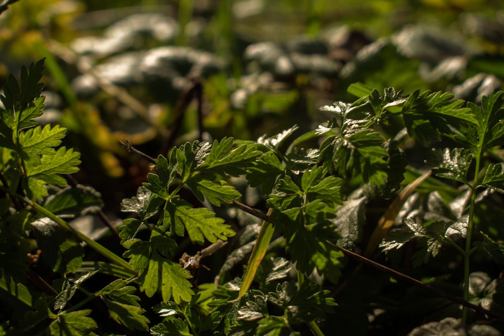 green leaves in tilt shift lens