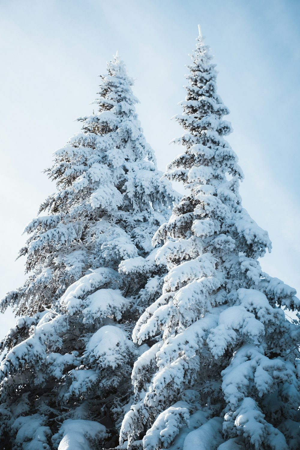 snow covered pine trees during daytime