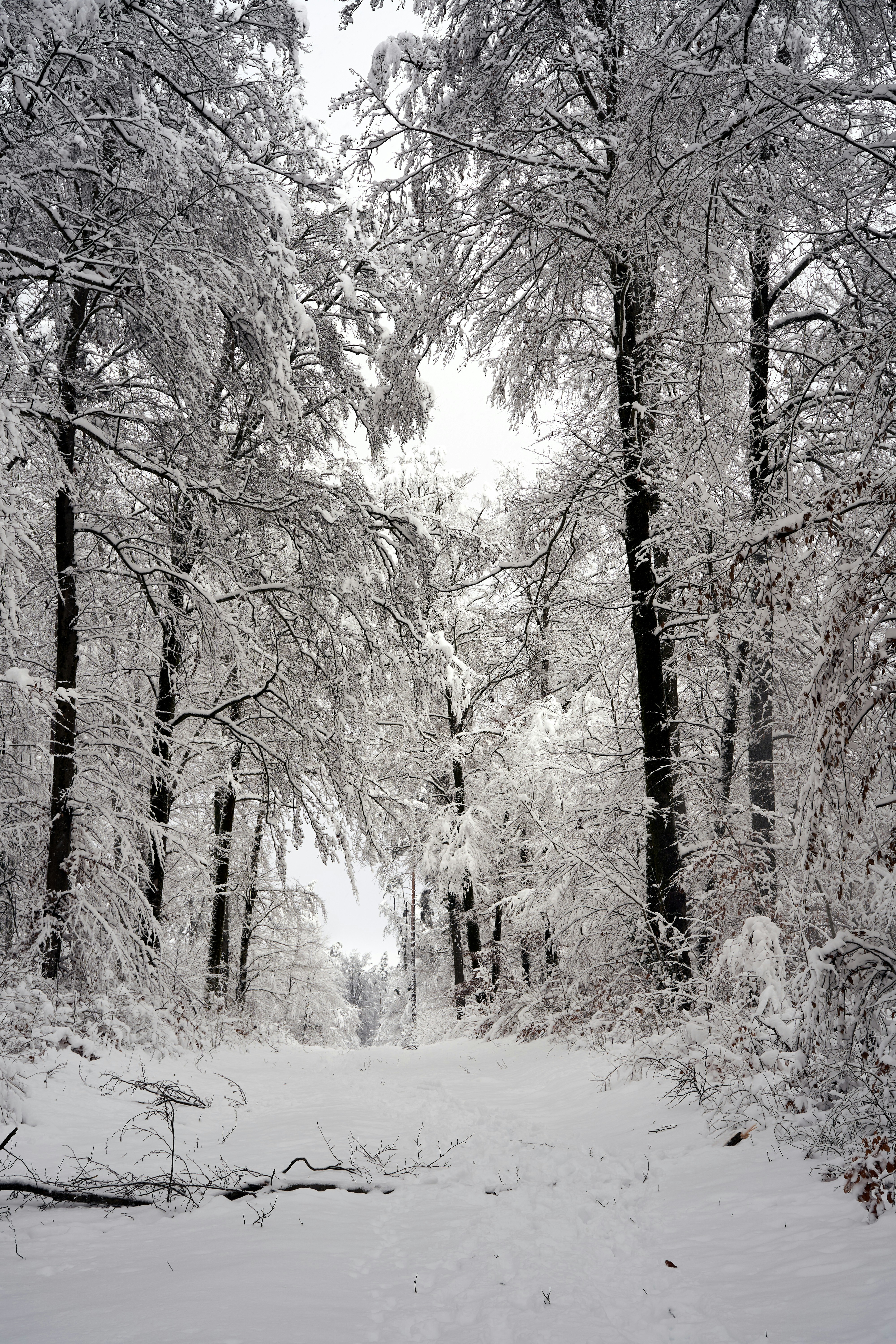 Photo by wolfgang_hasselmann