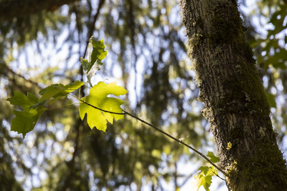 yellow flower on brown tree