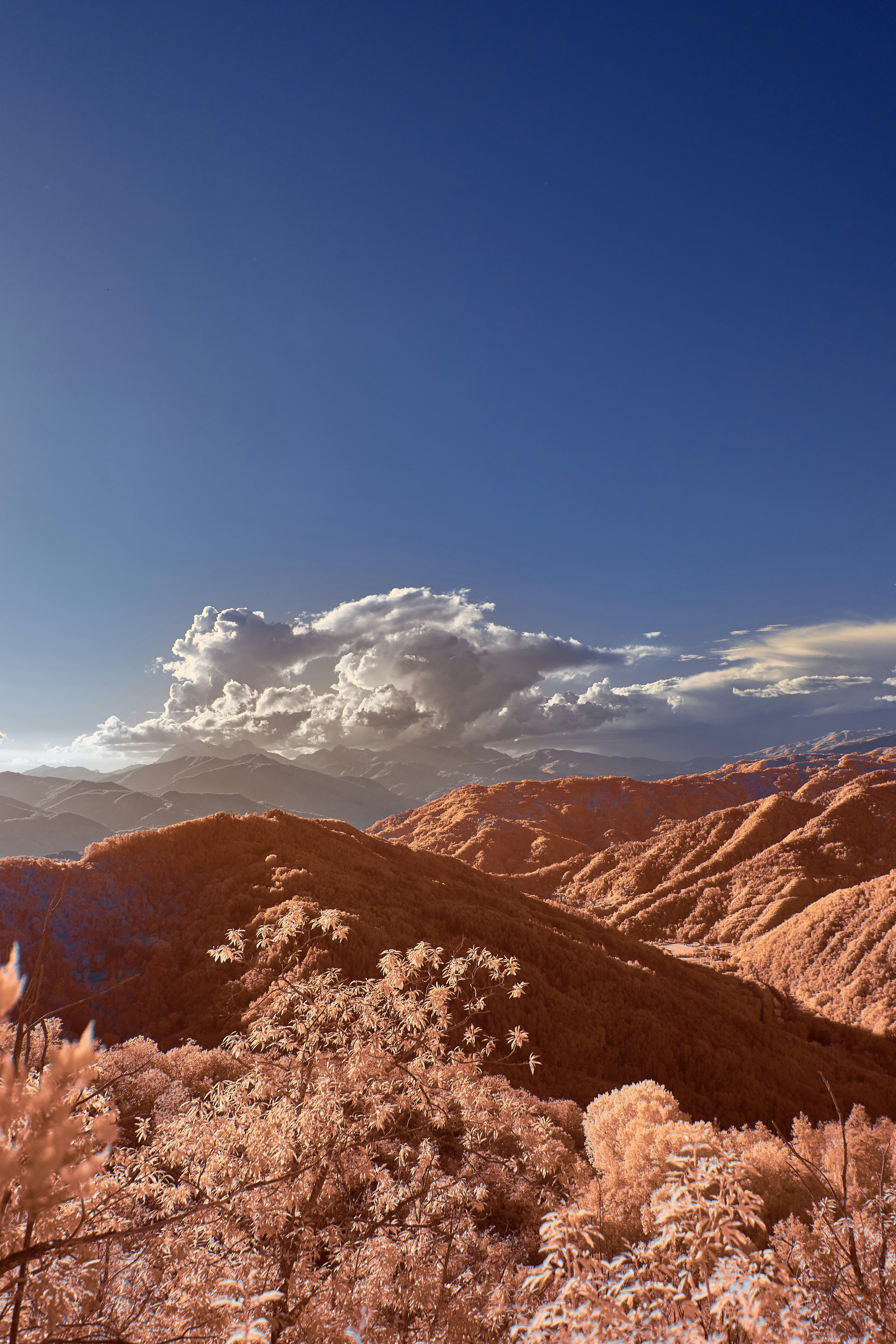 Photo by wolfgang_hasselmann