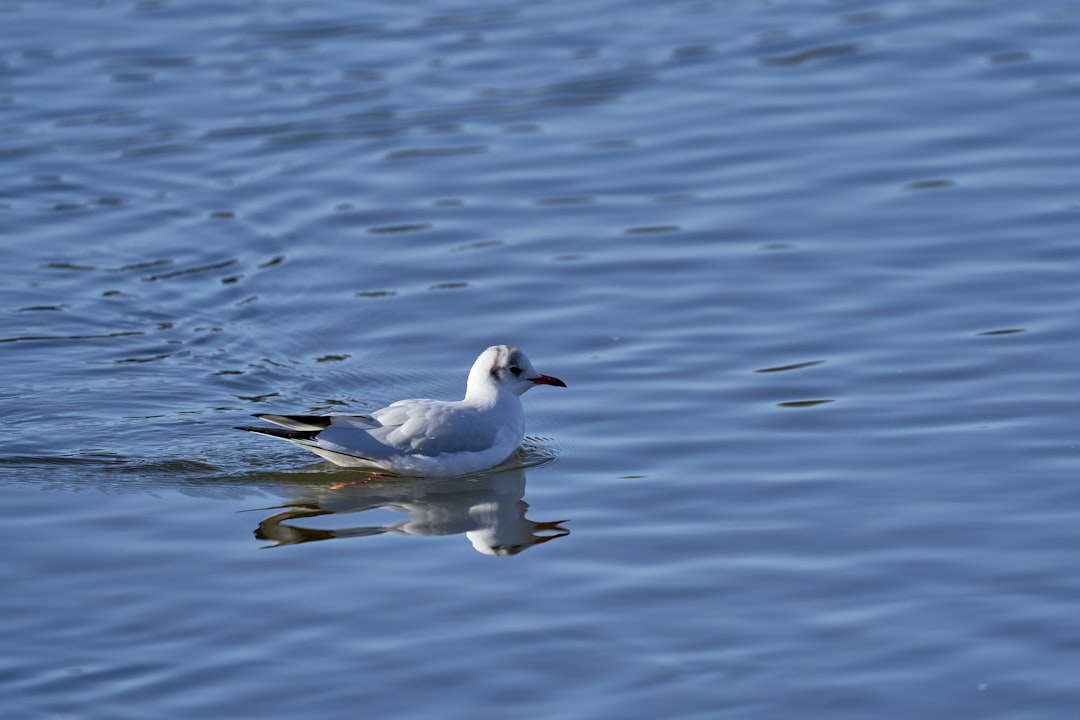 white gull on body of water during daytime