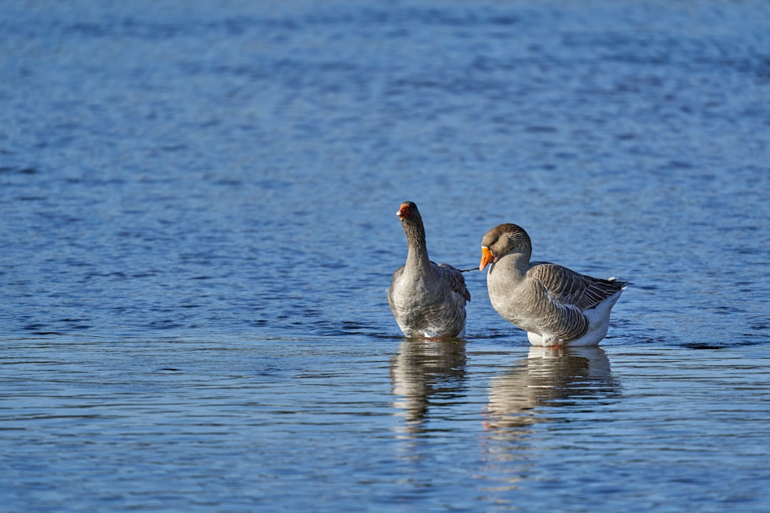 2 white duck on water during daytime