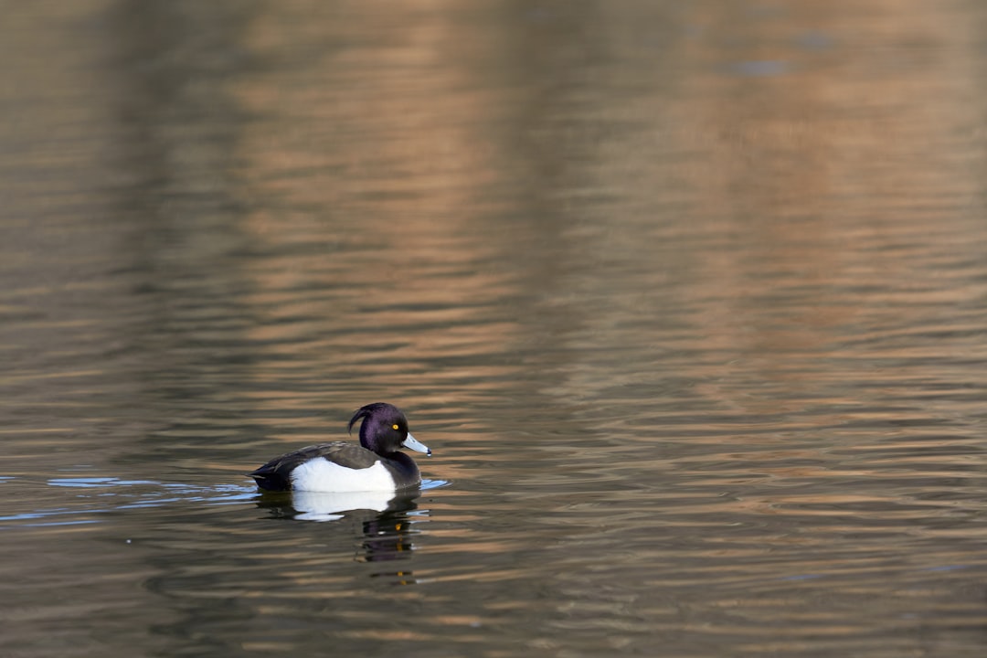 white and black duck on water