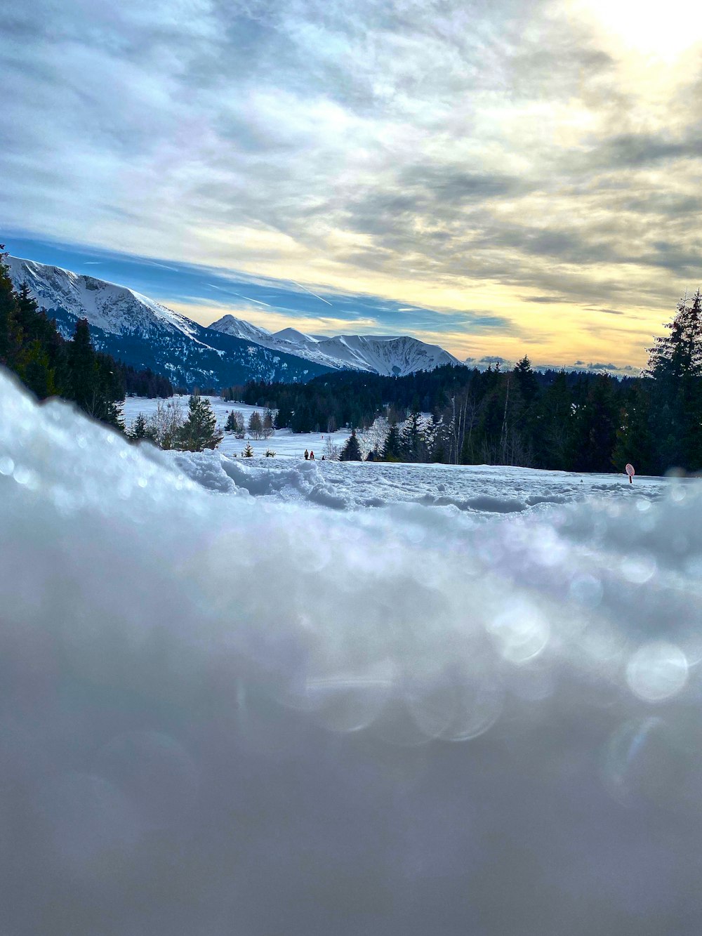 green trees on snow covered ground during daytime