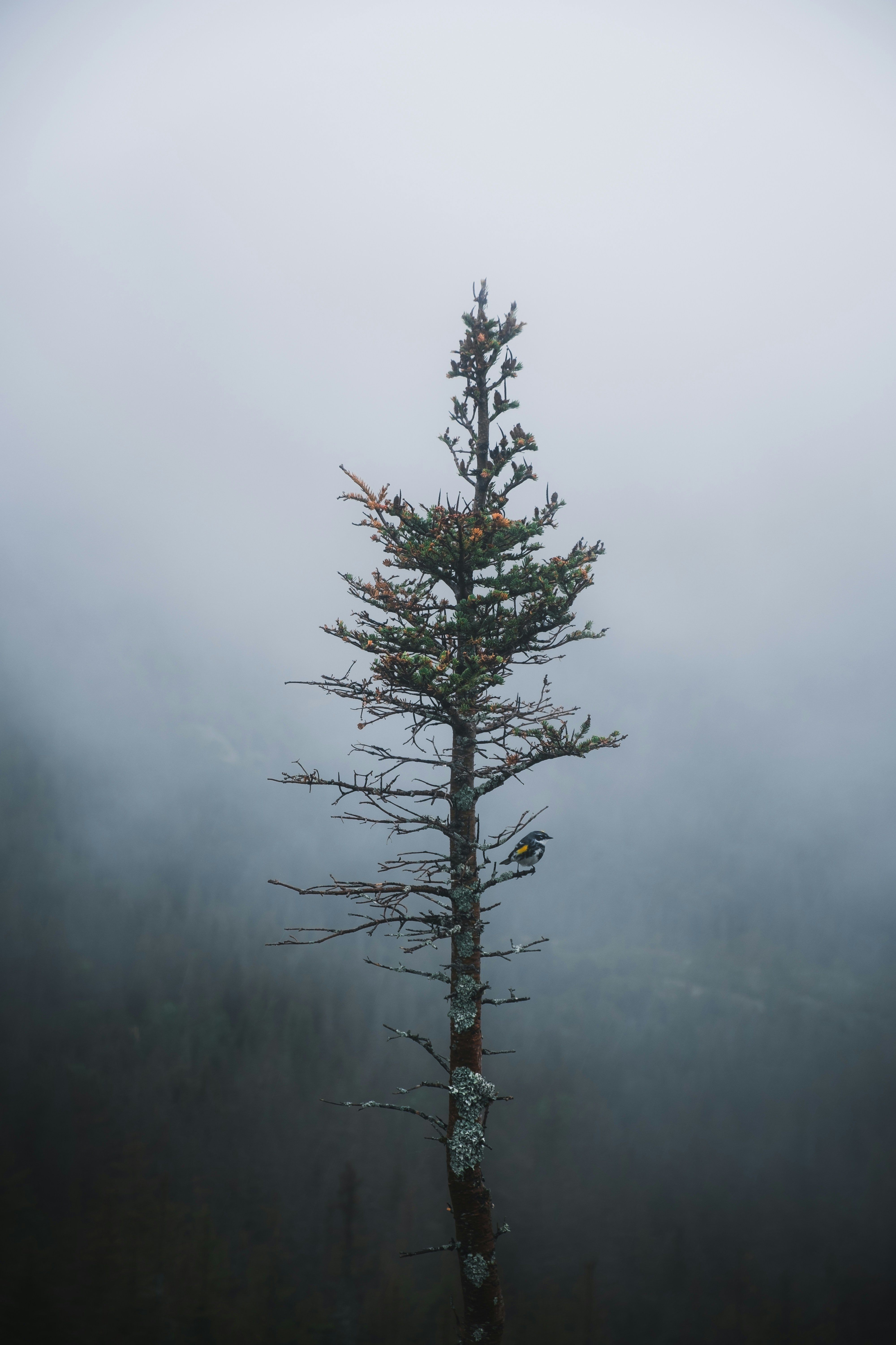 green tree on foggy weather