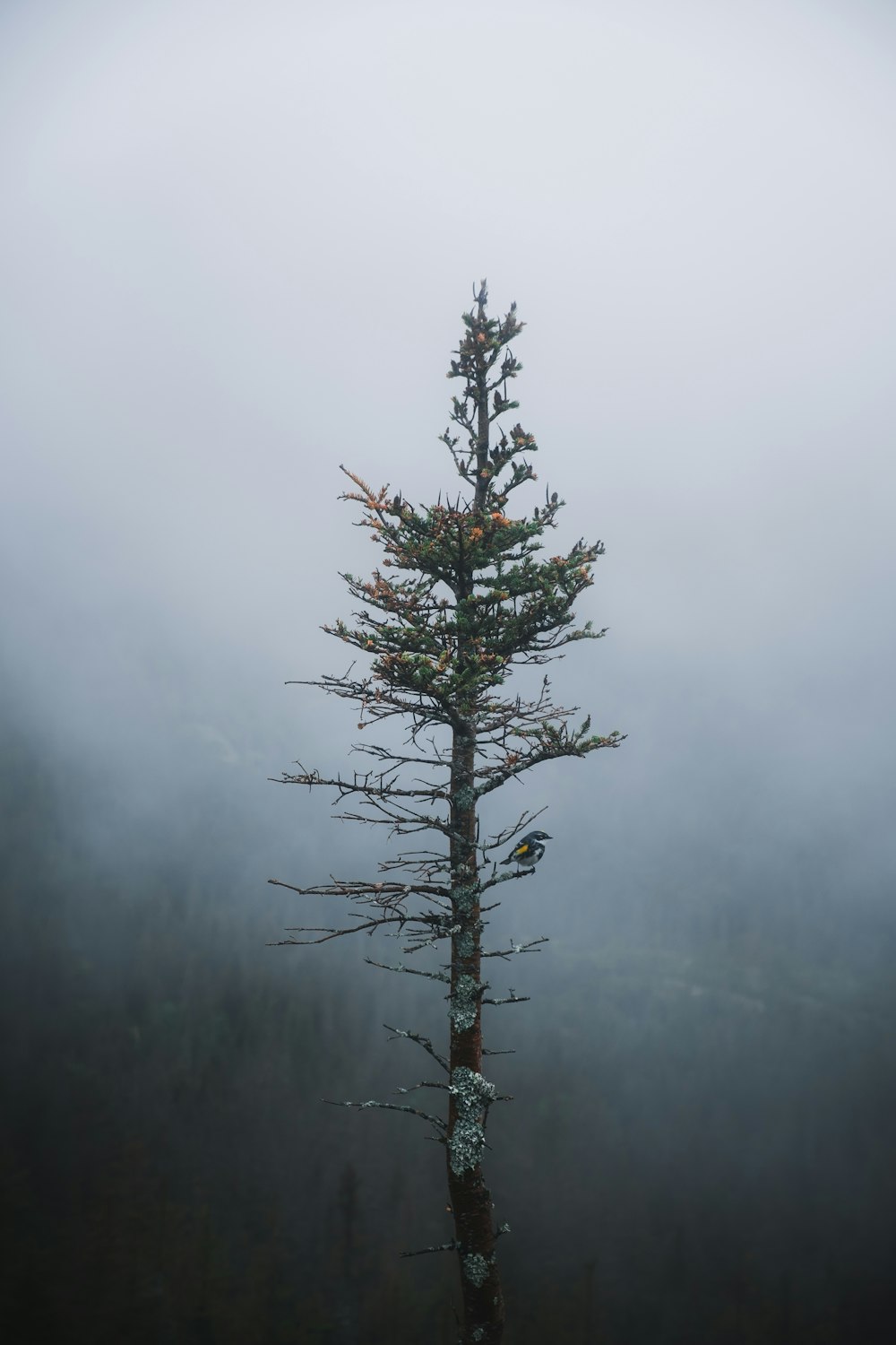 green tree on foggy weather