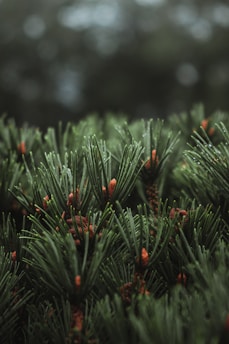 green pine tree with snow