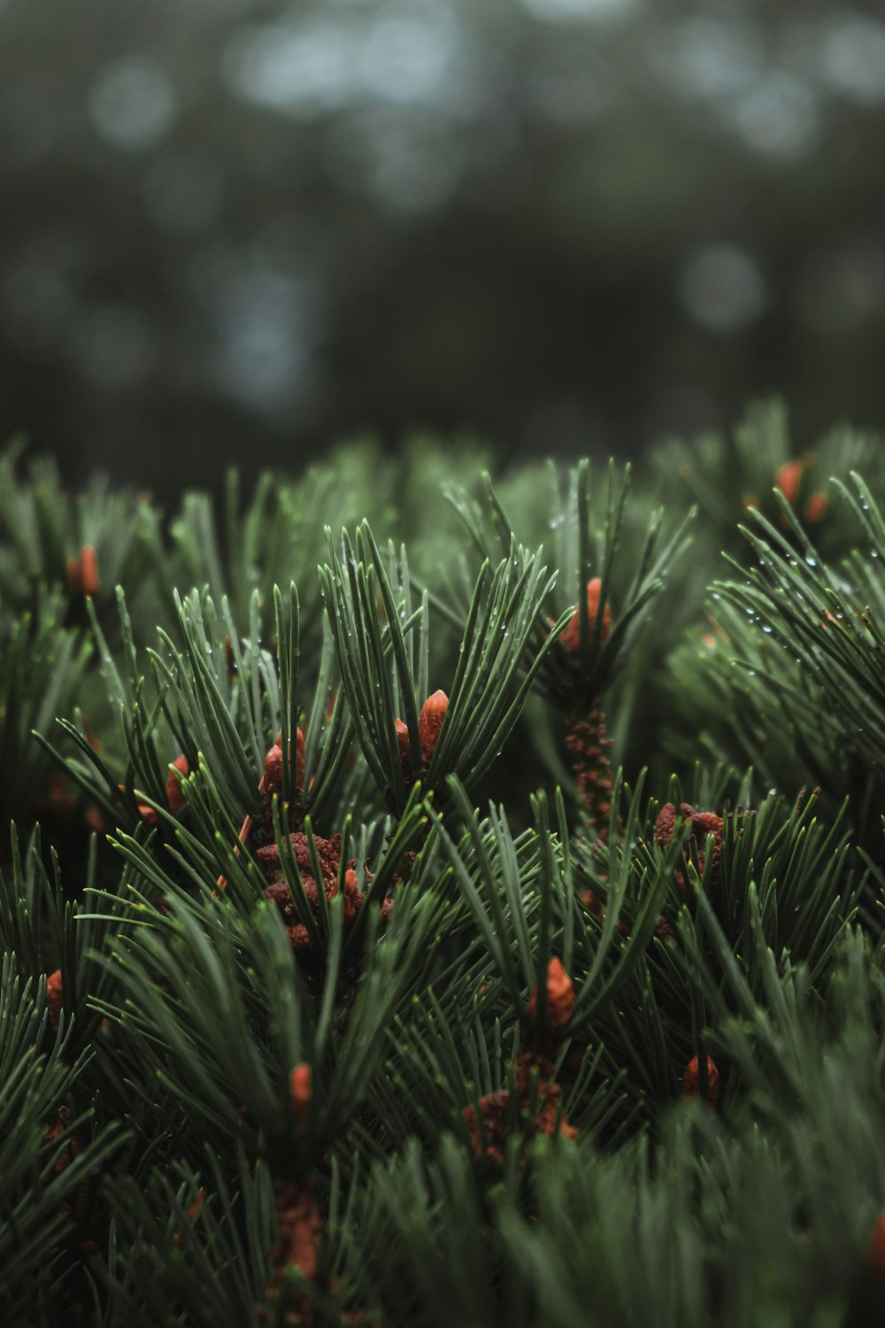 Pin vert avec neige