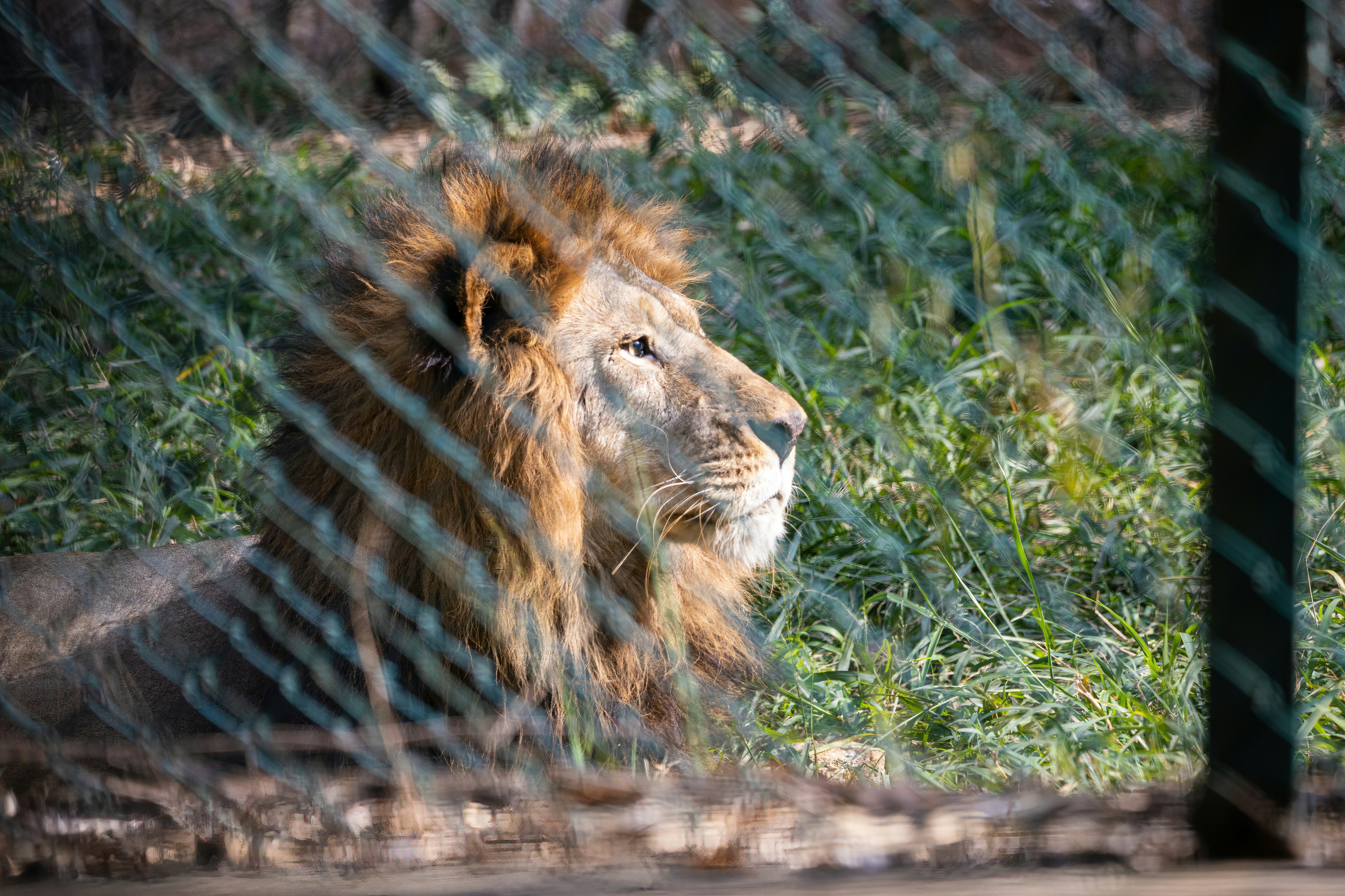 brown lion lying on green grass during daytime courageous teams background