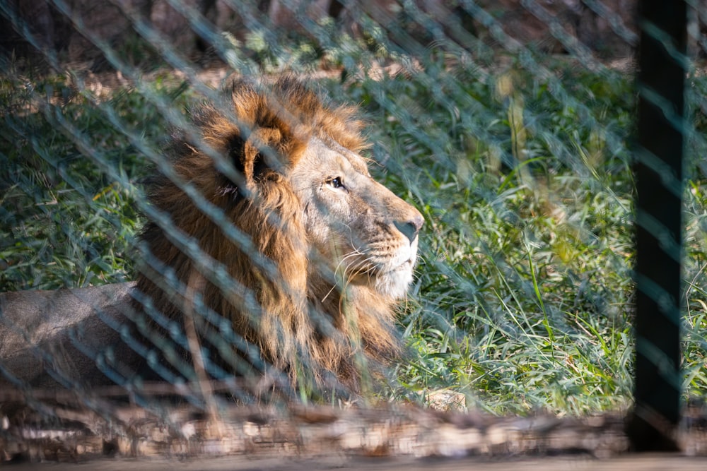 brown lion lying on green grass during daytime