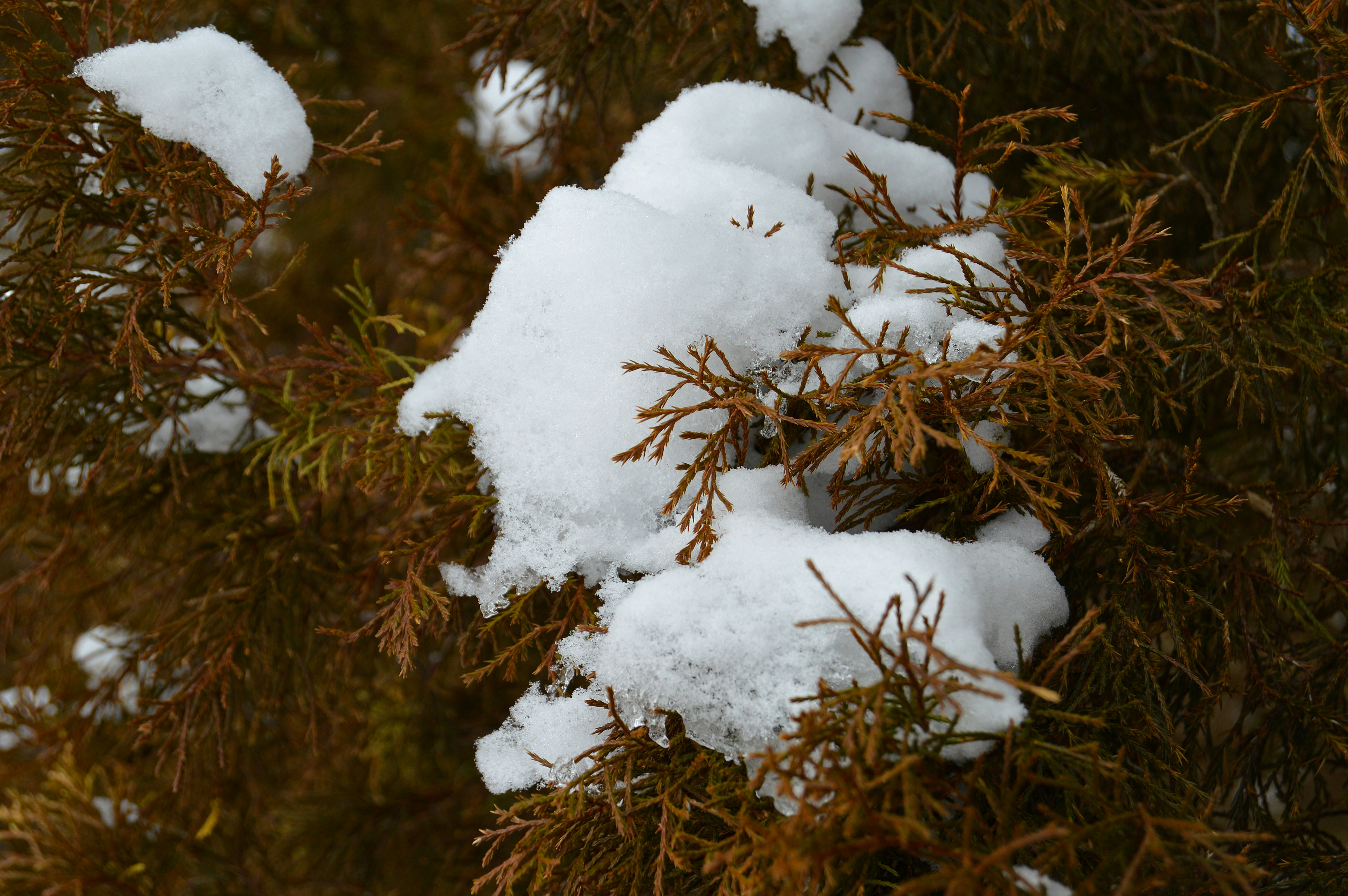 snow covered brown dried grass