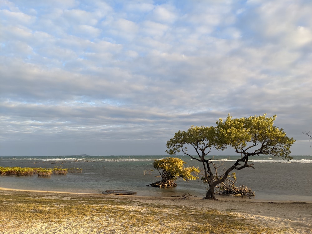 green tree on brown sand near body of water during daytime