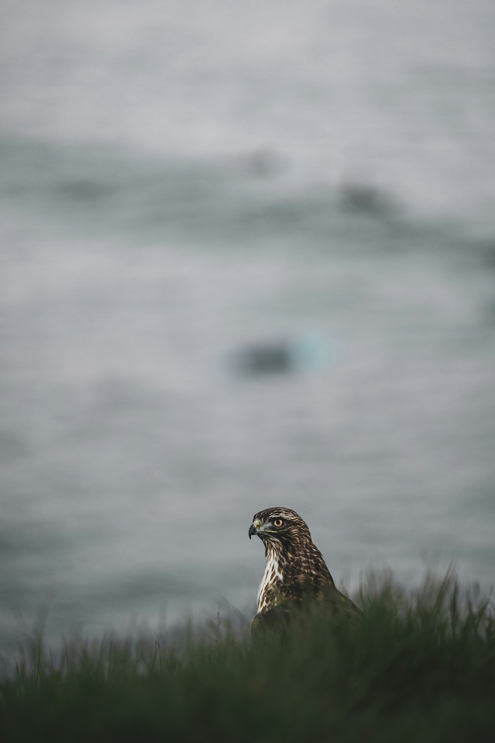 brown bird on green grass during daytime