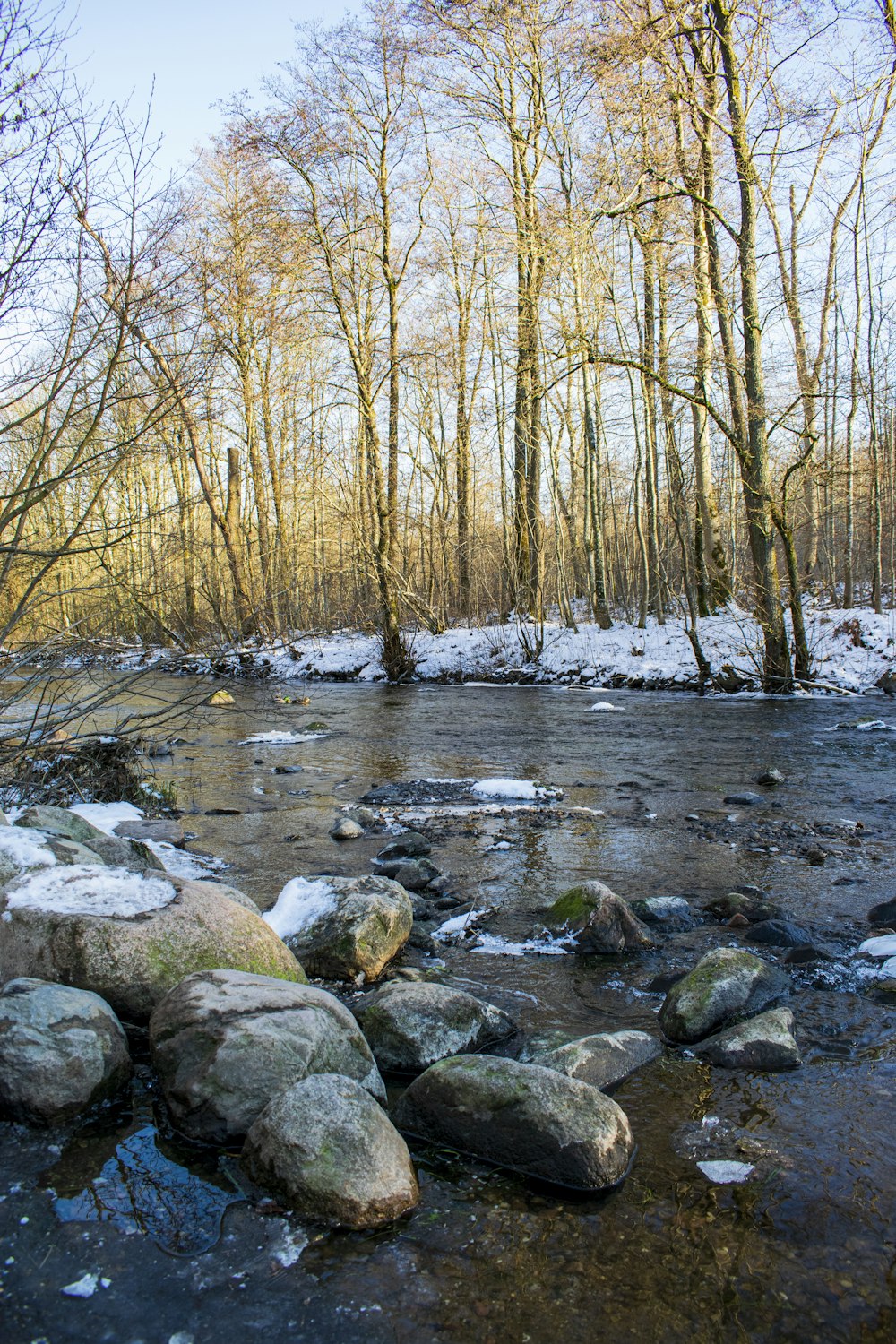 brown bare trees beside river during daytime