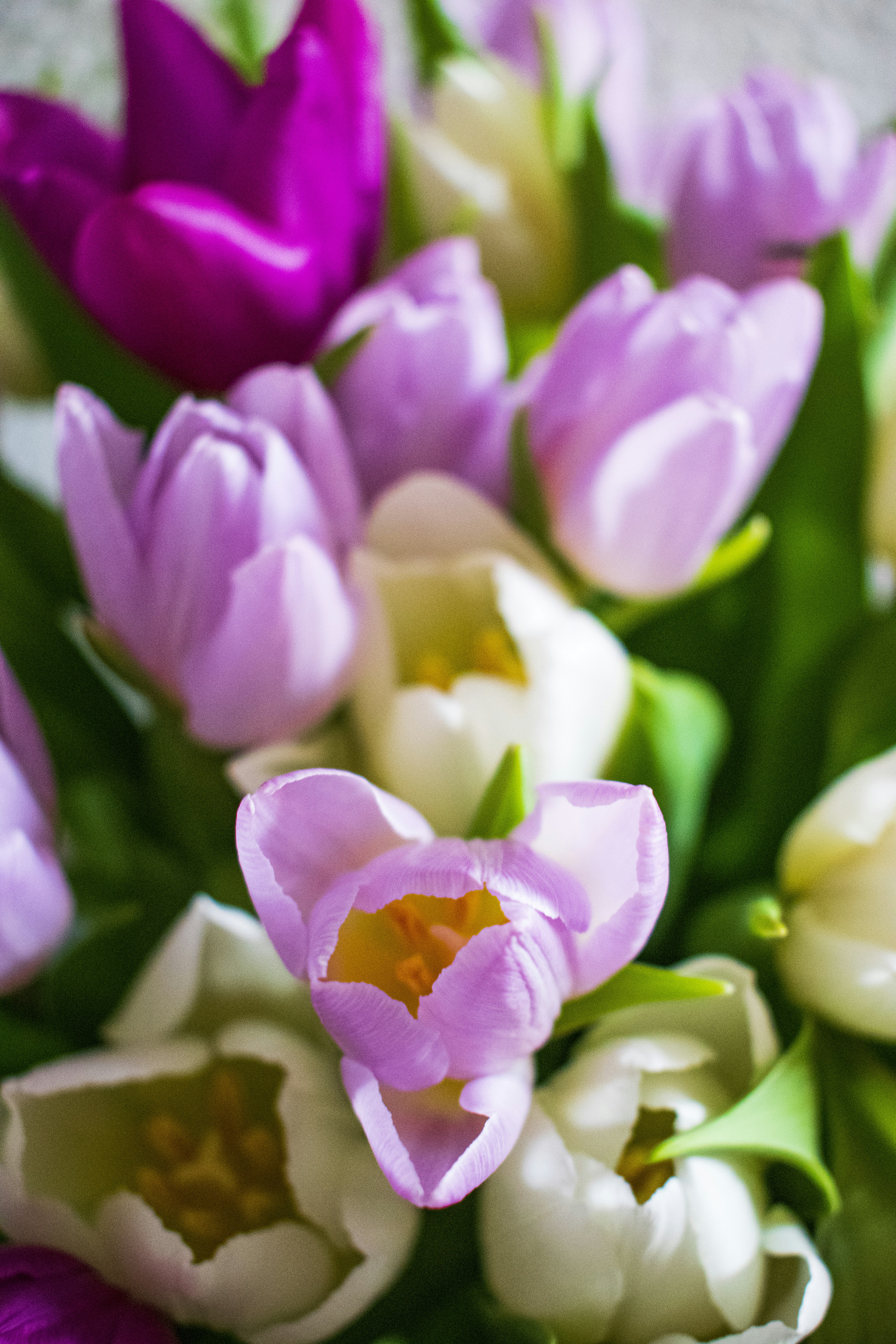 pink and white tulips in bloom