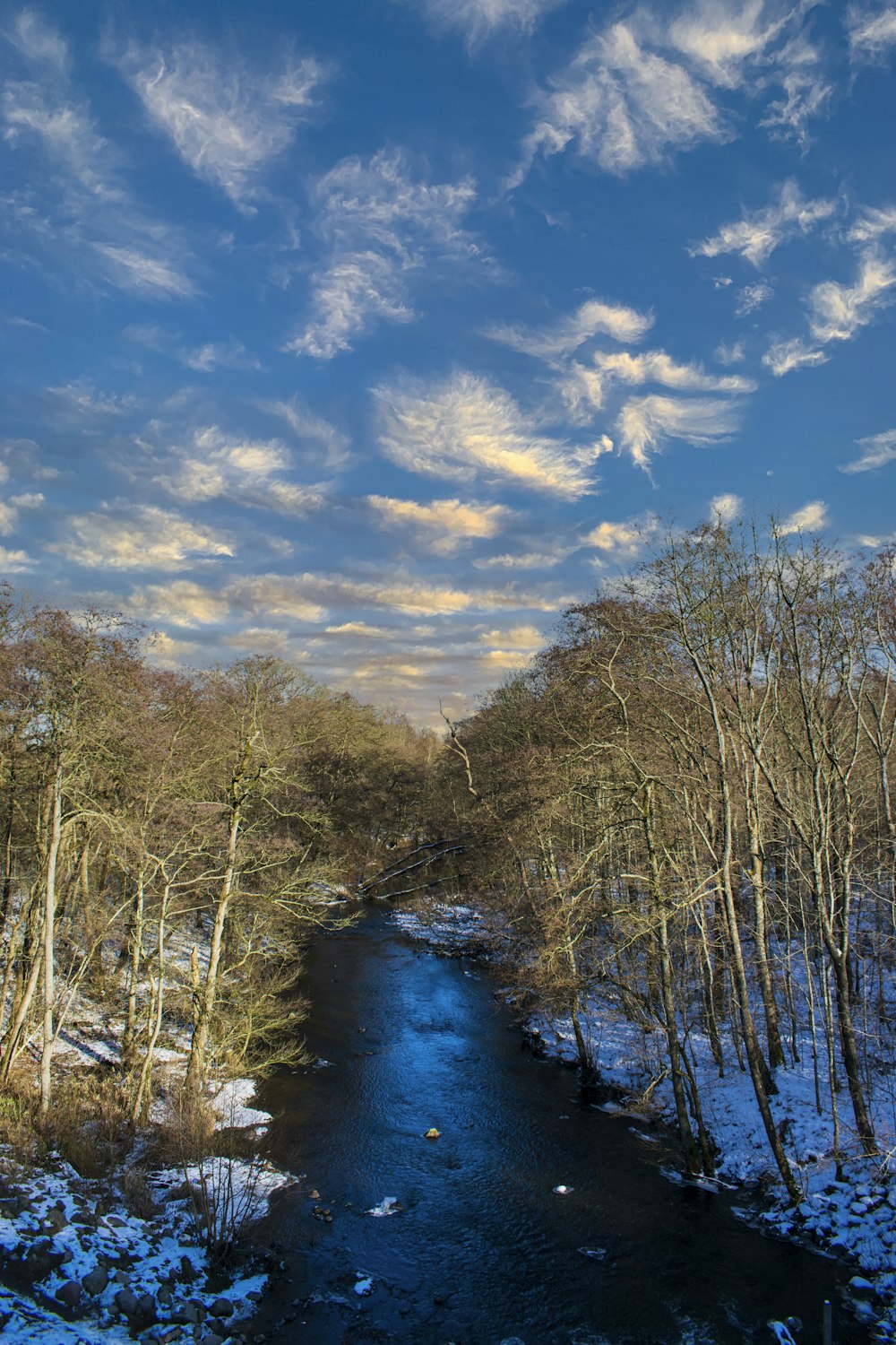 green trees beside river under blue sky during daytime