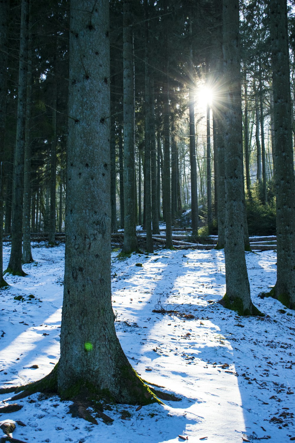 braune Bäume auf schneebedecktem Boden tagsüber