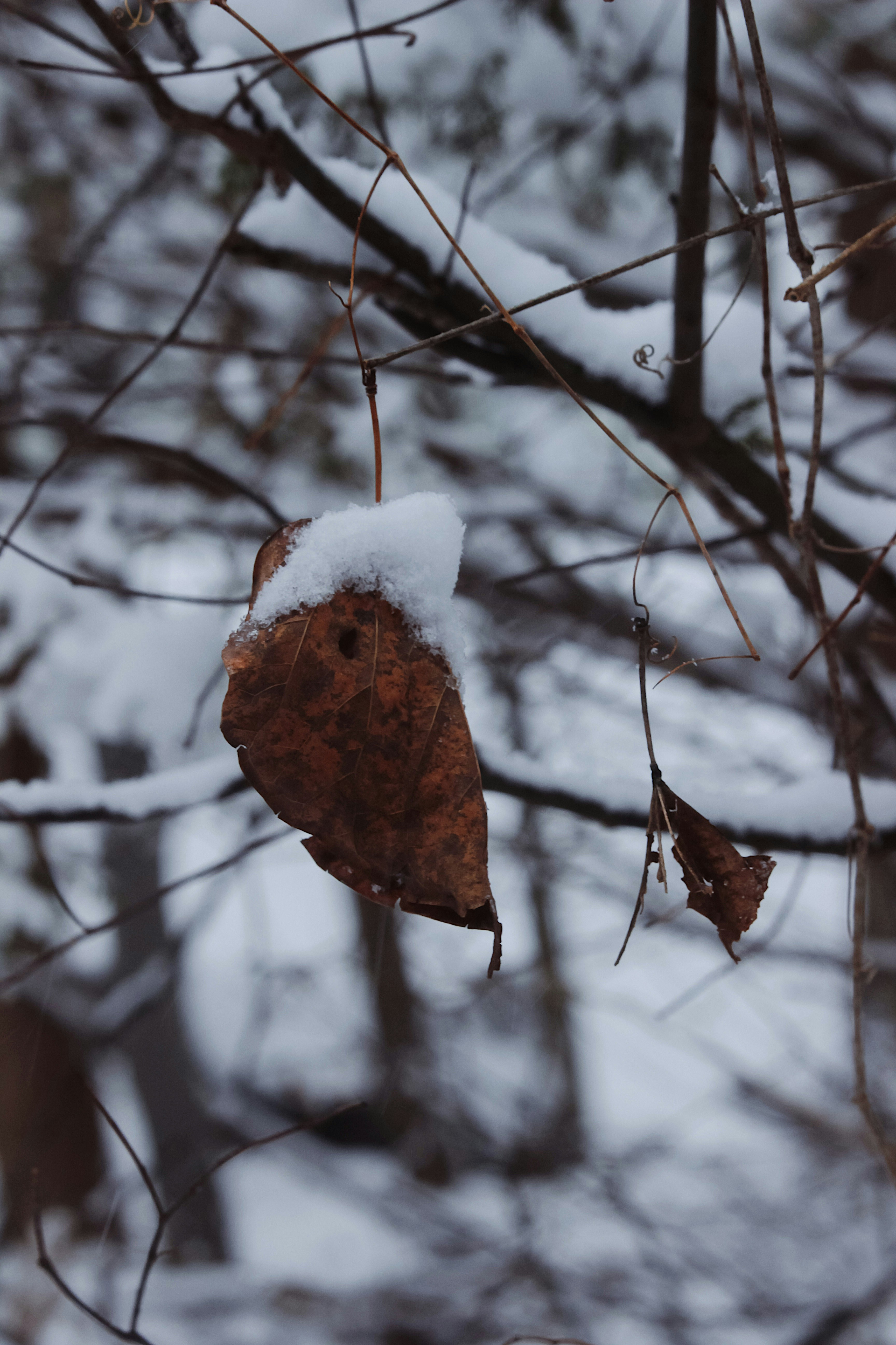 Photo by mariumqureshi_