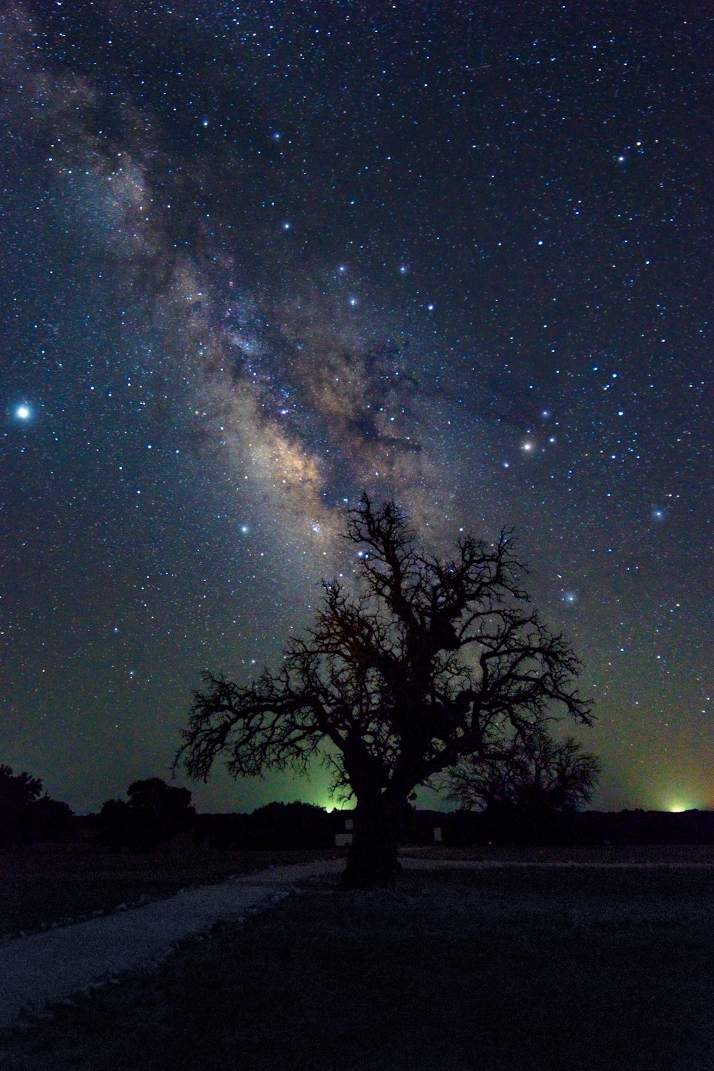 silhouette of trees under starry night