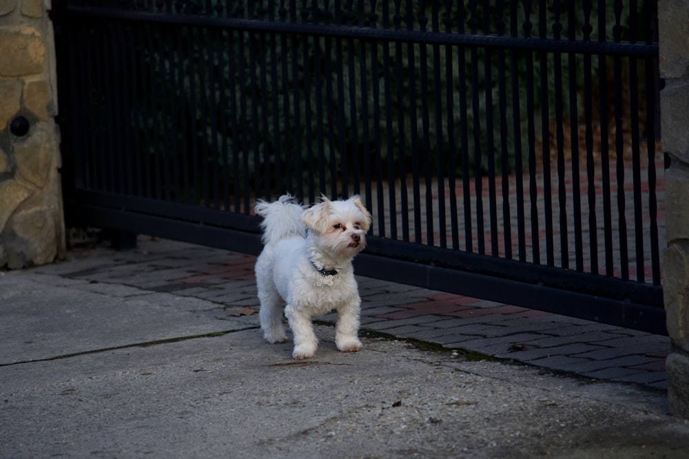 white long coat small dog on grey concrete pavement