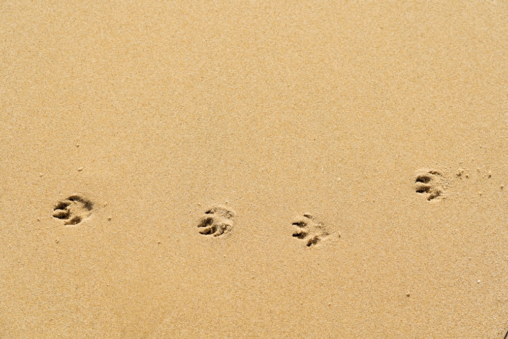 갈색 모래에 발자국