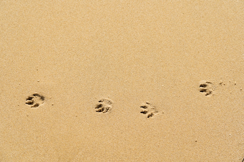 foot prints on brown sand