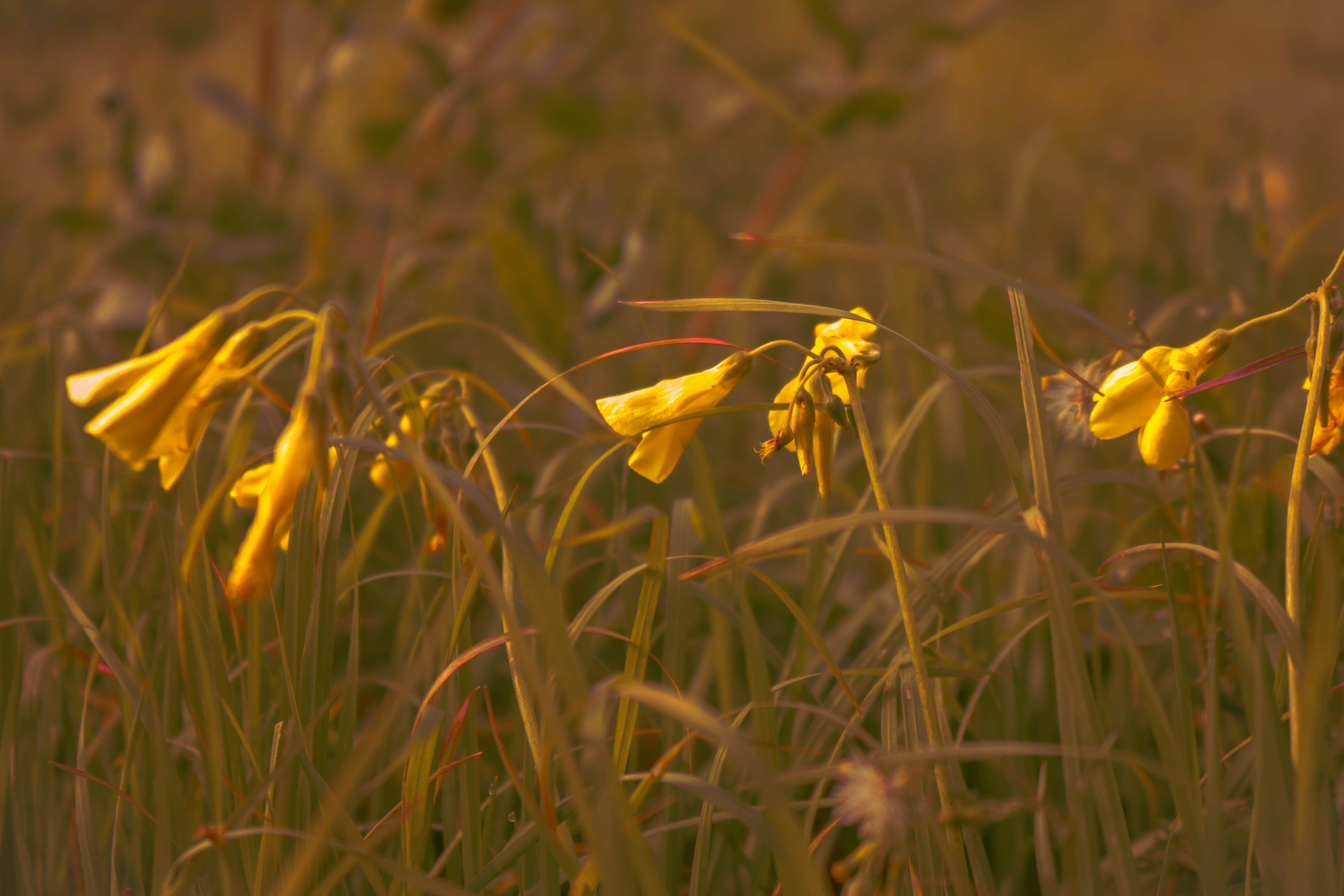 fleur jaune dans le champ d’herbe verte pendant la journée