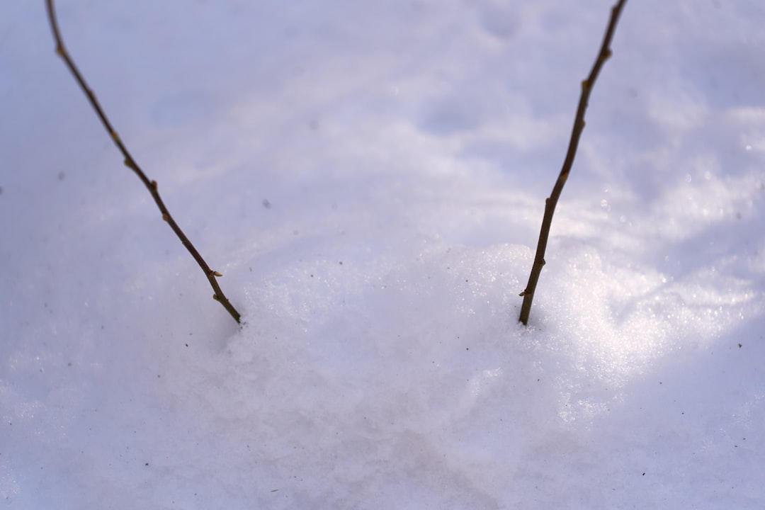 brown tree branch on snow covered ground