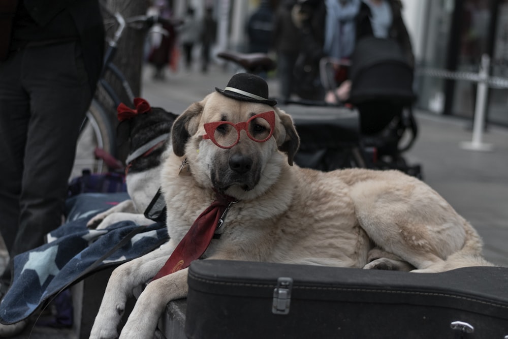 brown short coated dog wearing black sunglasses on black plastic container