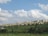 A large residential complex of uniform beige buildings stretches across a grassy hillside. The area is surrounded by lush greenery with bushes and trees in the foreground. Above, the sky is filled with fluffy white clouds scattered against a light blue background.
