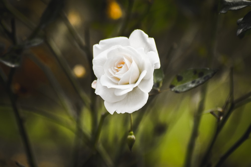 rosa branca em flor durante o dia