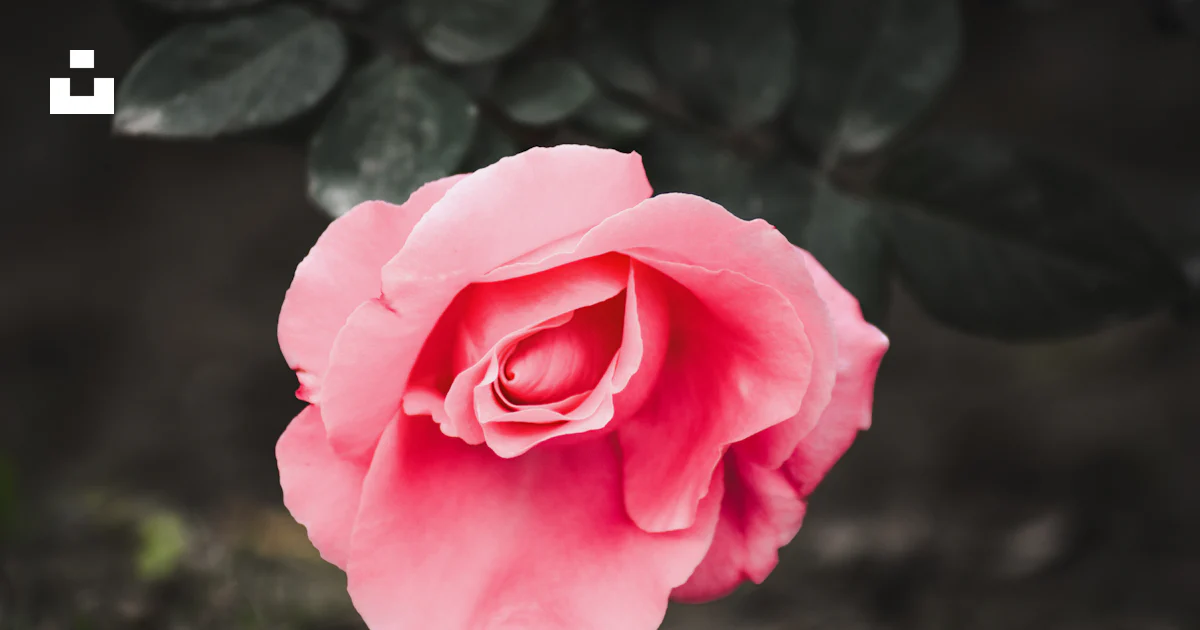 Rosa rosa en flor durante el día foto – Imagen de Pakistán gratuita en ...