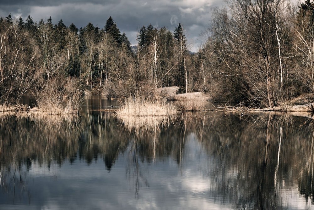 alberi verdi accanto al lago sotto il cielo blu durante il giorno