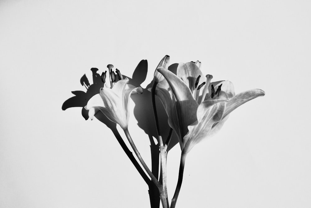 flores brancas na fotografia em tons de cinza