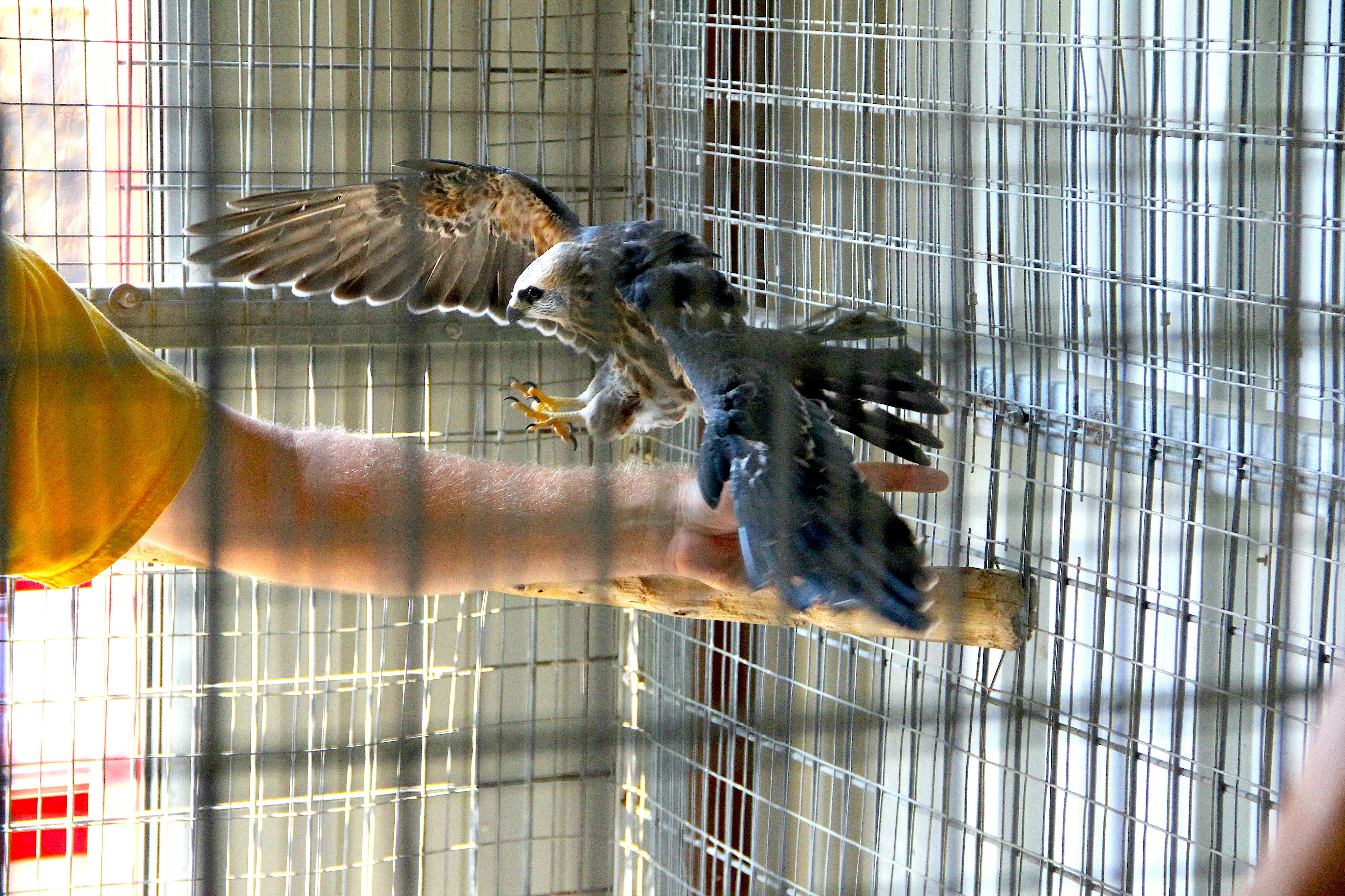 The Technology Behind Modern Owl Care (image credits: unsplash)