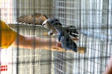 A bird with spread wings perches on a person's outstretched hand inside a wire mesh enclosure. The person is wearing a yellow shirt and the bird appears to be a raptor.