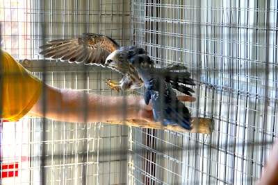 A bird with spread wings perches on a person's outstretched hand inside a wire mesh enclosure. The person is wearing a yellow shirt and the bird appears to be a raptor.