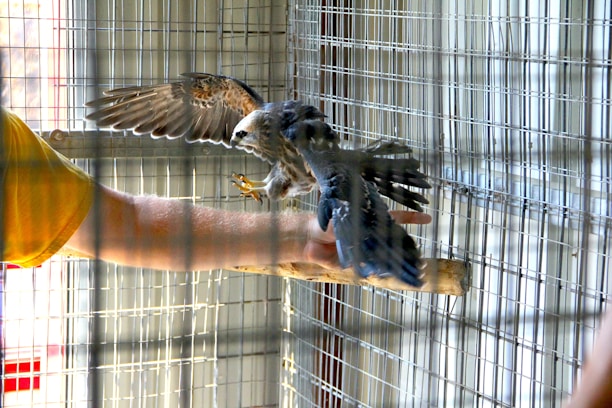 A bird with spread wings perches on a person's outstretched hand inside a wire mesh enclosure. The person is wearing a yellow shirt and the bird appears to be a raptor.